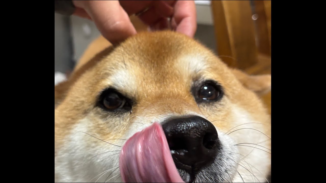 【LIVEアーカイブ】雨の中今日も柴犬よもぎ夜の散歩🐕💨