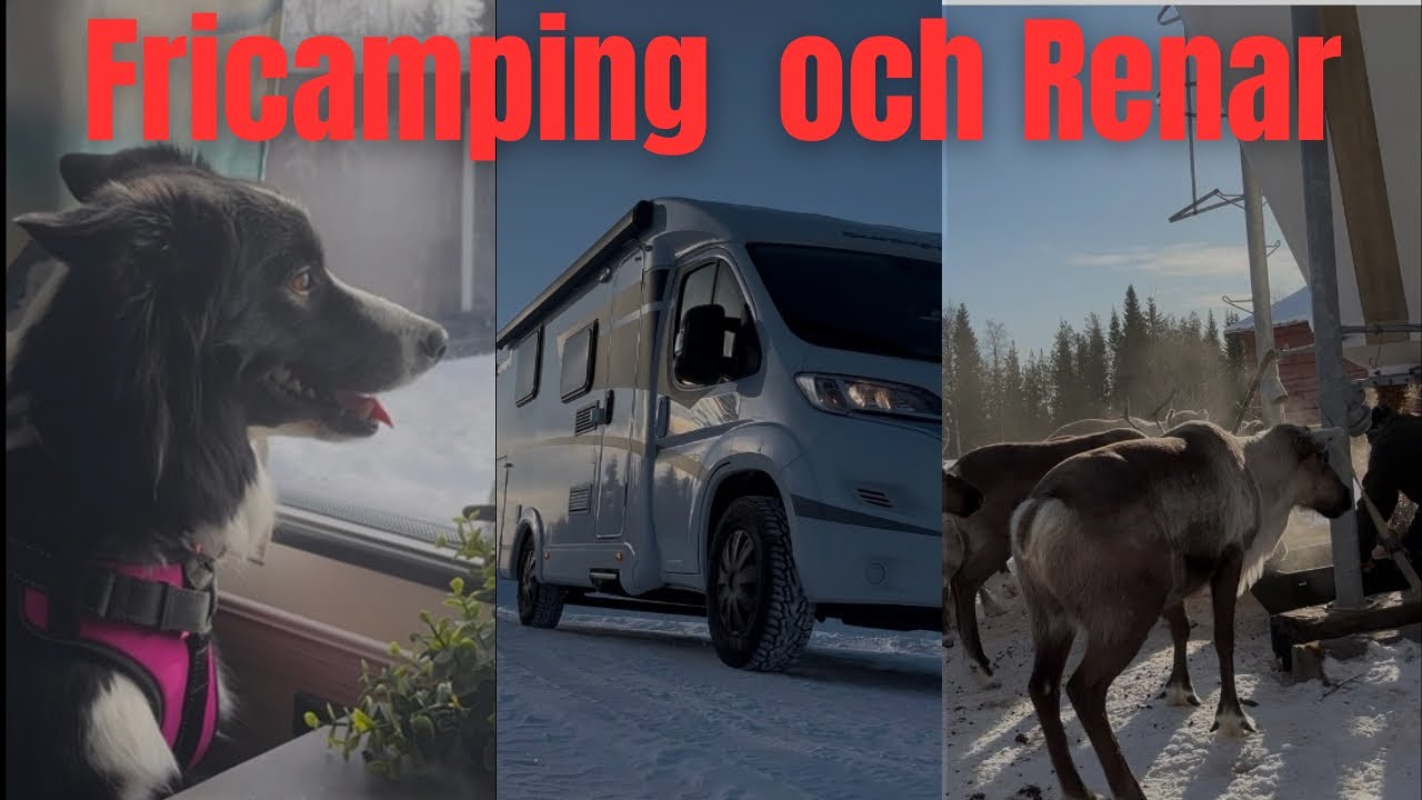 Fricamping och en sväng till renarna