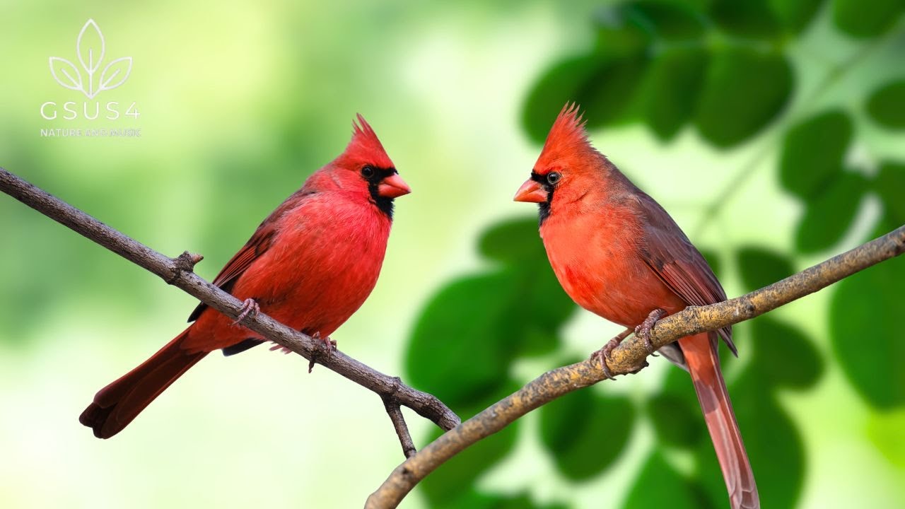 Birds Chirping - Nature's Serenity for Relaxation, Deep Sleep, and Focus | Soothing Forest Sounds