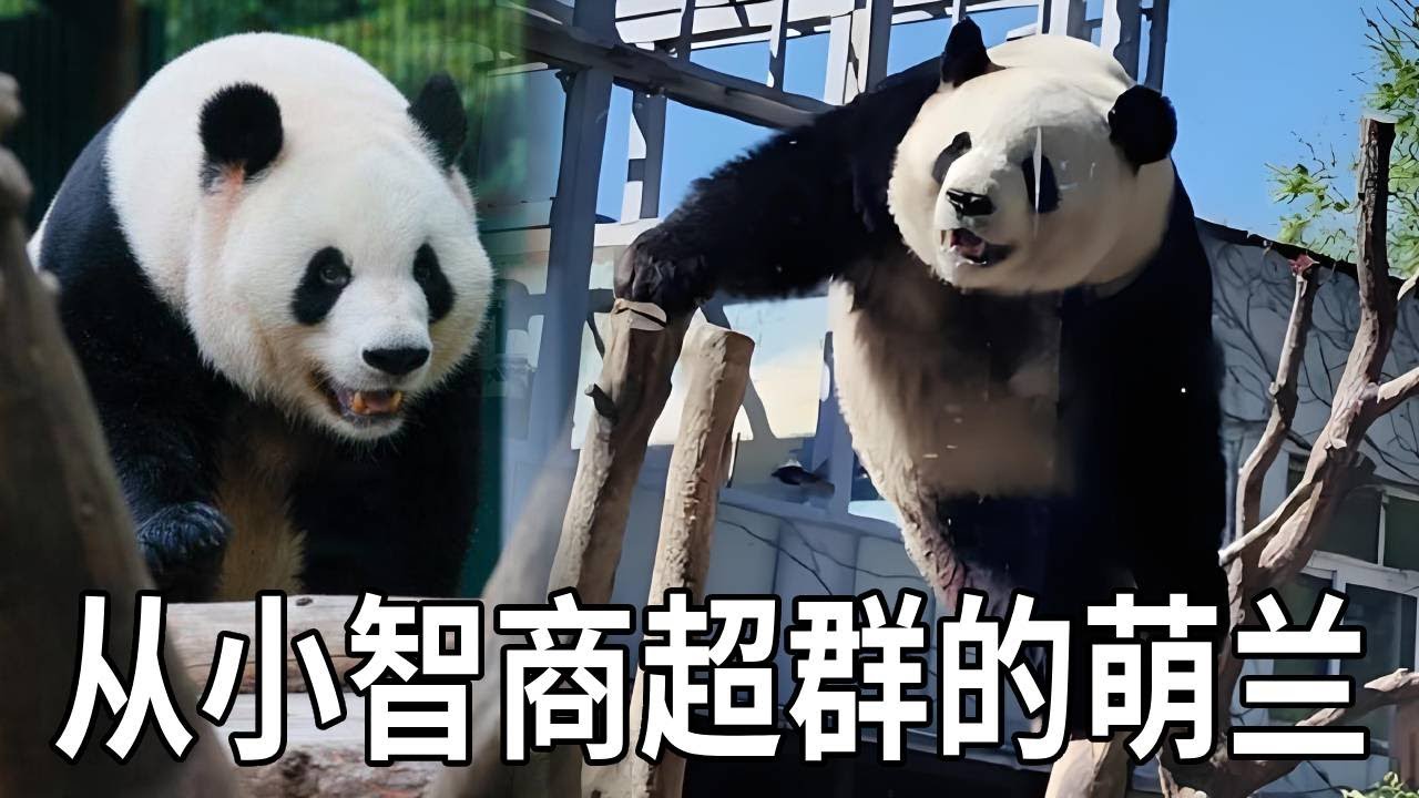 萌兰真的从小就展现出了超高的智商～不会爬树就能指挥饲养员，熊猫界的越狱大师！【你好大熊猫】