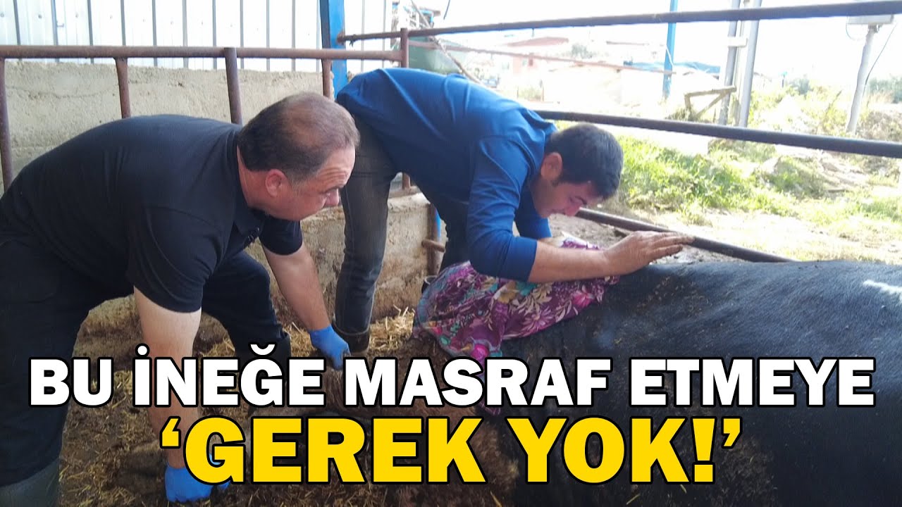 Bu İneğe MASRAF ETMEYE GEREK YOK! / Kuru Dönemde Hayvanlara Nasıl Bakmalıyız?