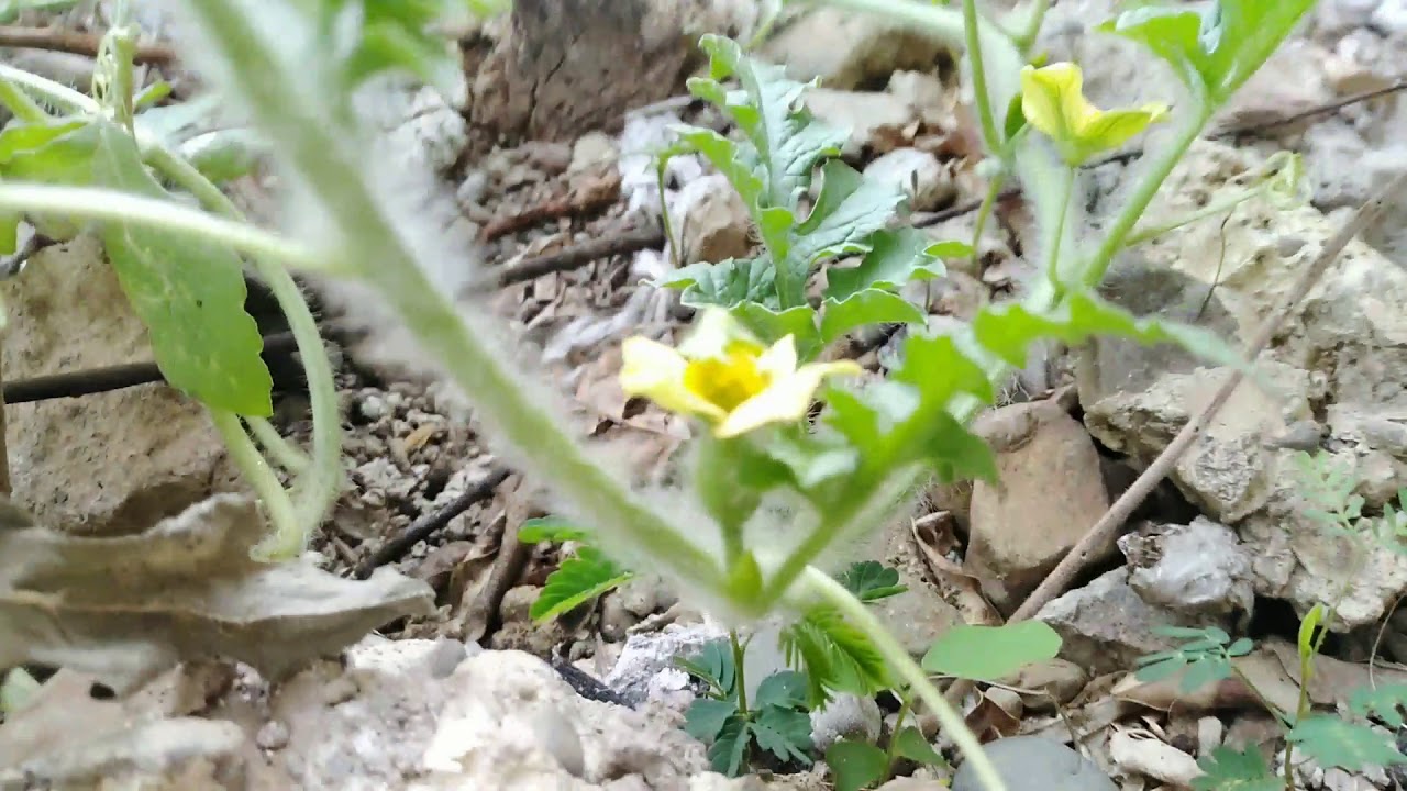 Manual Cross-Pollination using Watermelon plant_vlog_#03