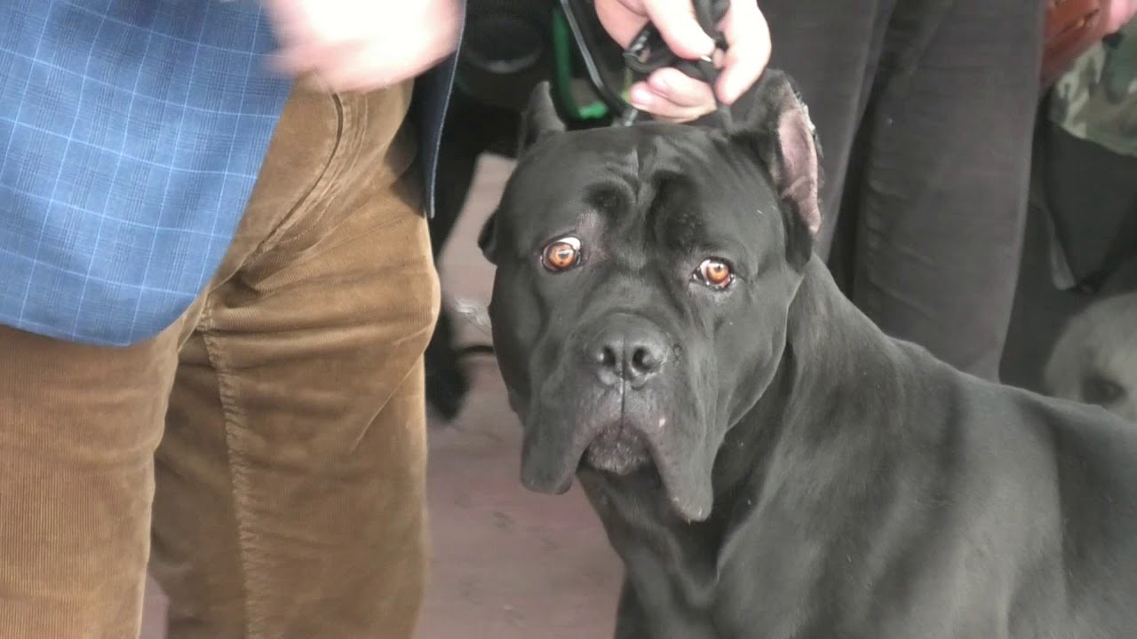 Выставка собак. Одесса. Ринг кане-корсо. Мемориал А.Шафира. Ривьера. Топ собак. Dog show FCI-CACIB.