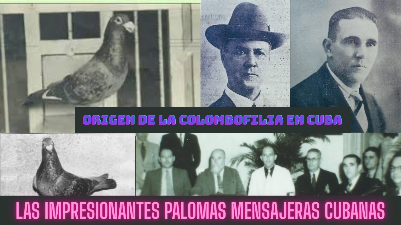 🇨🇺 Las Impresionantes PALOMAS MENSAJERAS Cubanas - Origen COLOMBOFILIA en CUBA (1890)