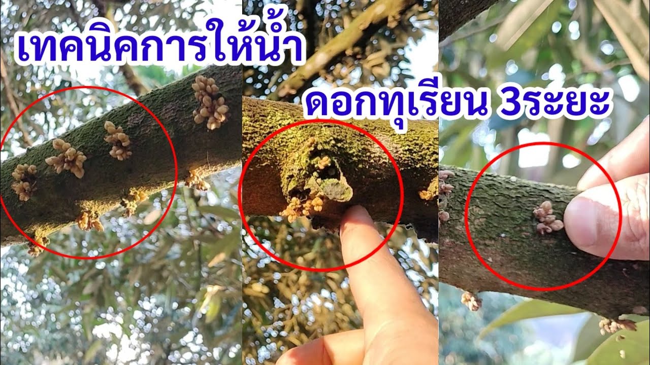 เทคนิคการเข้าน้ำดอกทุเรียนสามระยะ แบบใช้งานได้จริง