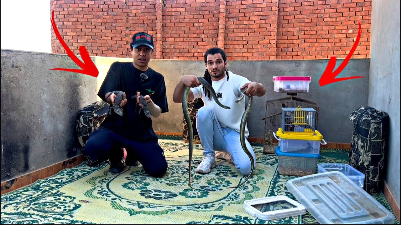 Посещение фермы Зиада Самеха, полной рептилий и львов 🐍🦁