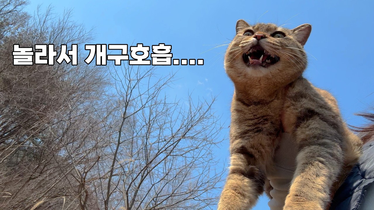 봄이 오니 또 시작된 고양이 대탈출...하루종일 잡으러 다녔어요.