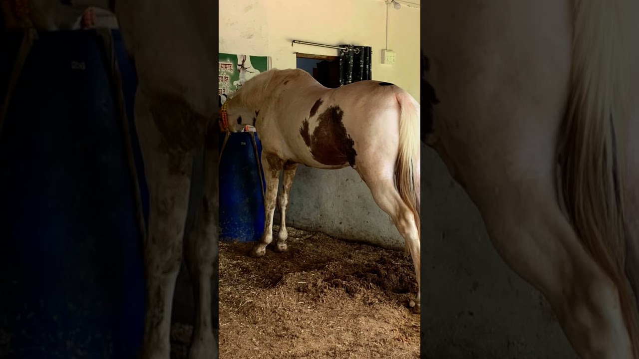 horse sell .ph.9019068056🙂‍↕️