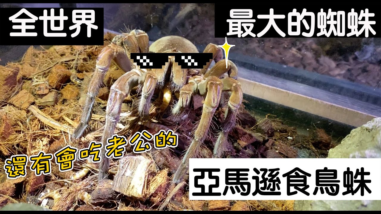 【昆蟲擾西上課了！】全世界最大的蜘蛛 亞馬遜食鳥蛛 還有會吃老公的喔