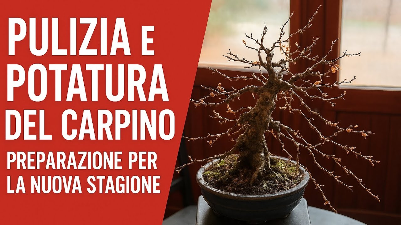 👉 Pulizia e Potatura del Carpino – Preparazione per la Nuova Stagione