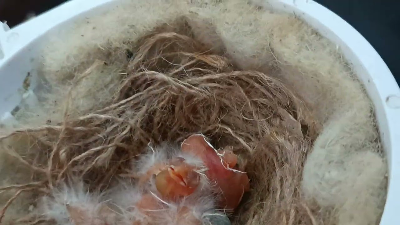 kanarya yavrularının 30günlük haliEl beslemesi ilaçlar herşey kümesin doğal hali🐤Umut her zaman var🐣