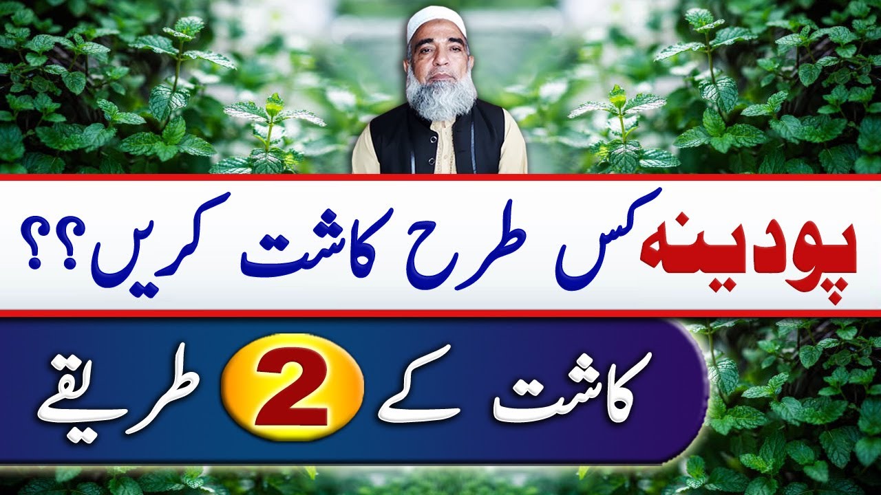 Best cultivation method of Mint (پودینہ) || Crop Reformer