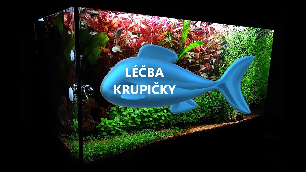 AKVARISTA ZAČÁTEČNÍK 12. - Léčba krupičky- SŮL ANO NEBO NE?