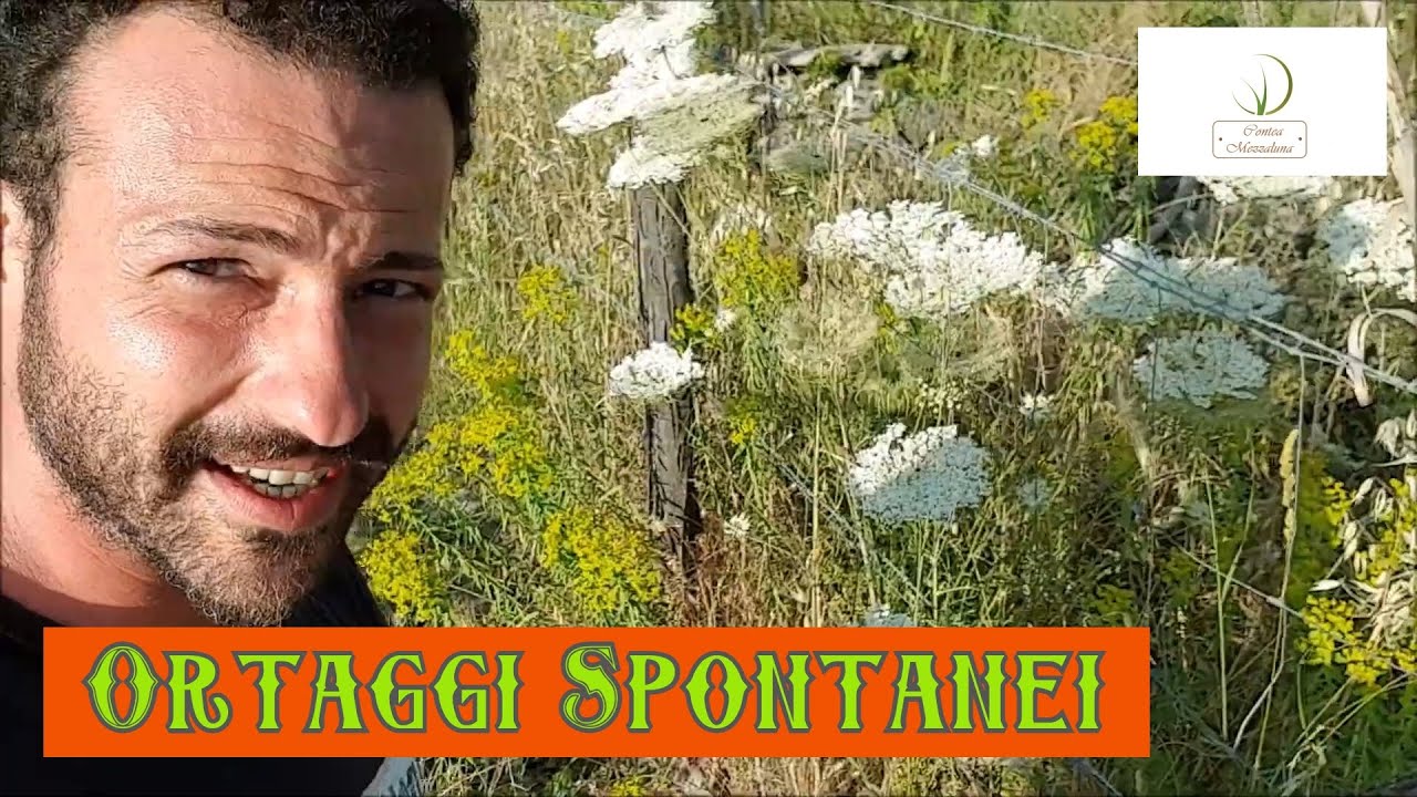 Fitoalimurgia: la Carota Selvatica