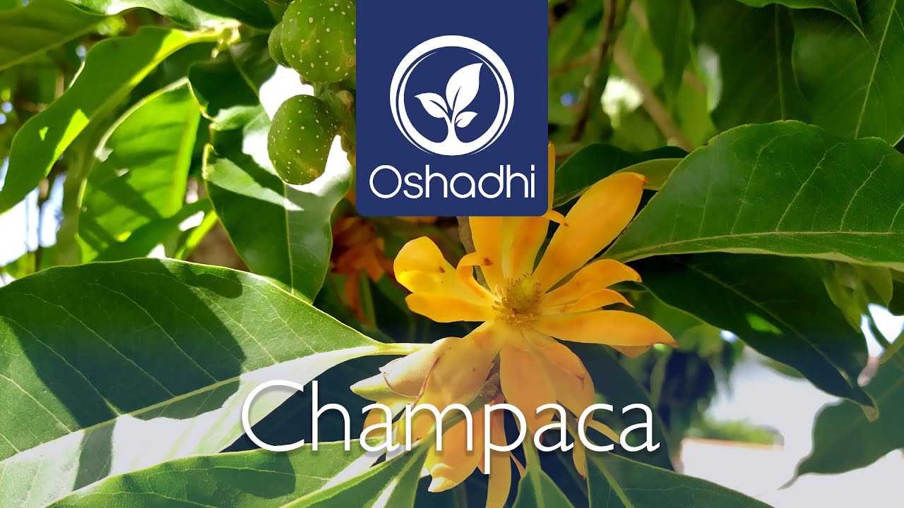 Champaca (Magnolia champaca) | Essential-Oil-Plant Portrait by Dr. Malte Hozzel