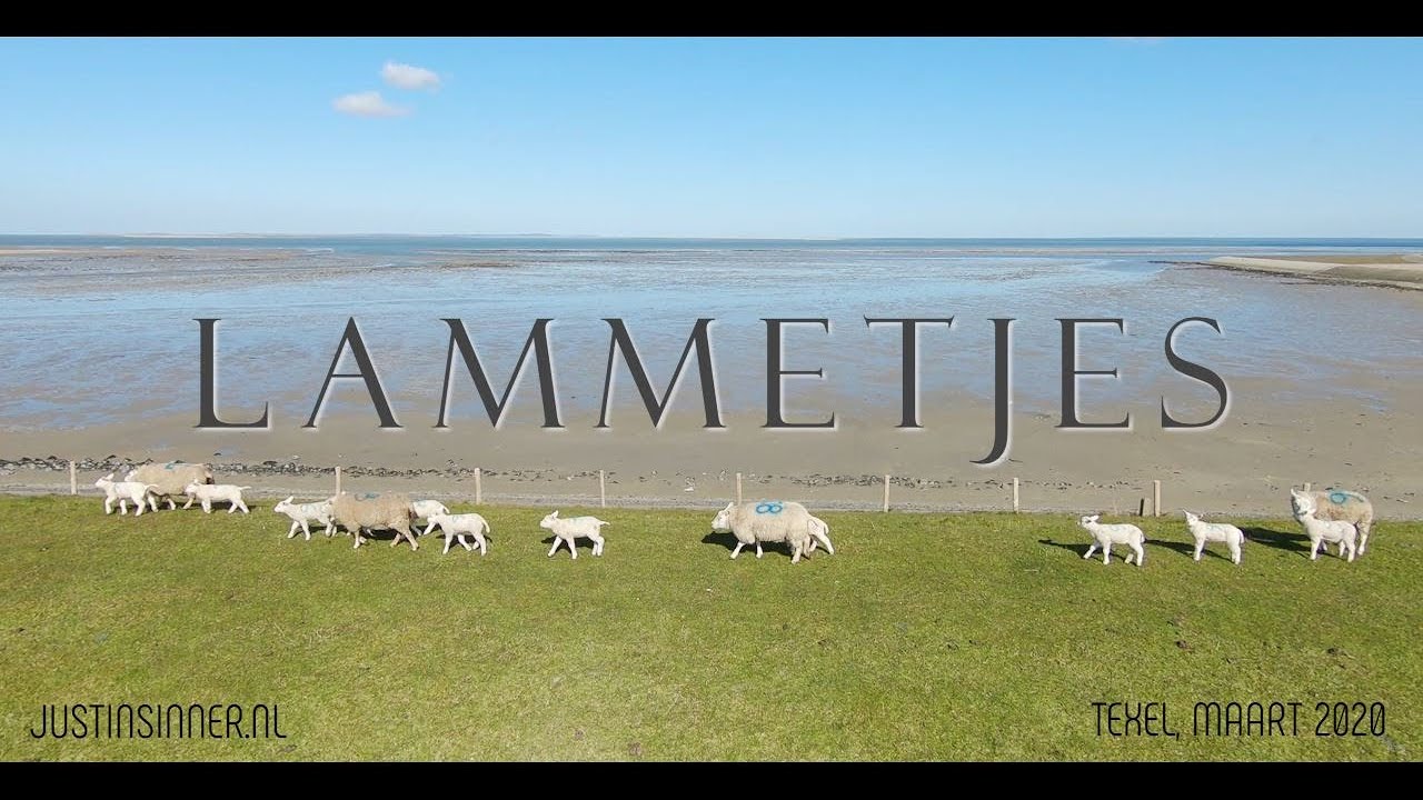 Lammetjes op Texel 2020! justinsinner nl