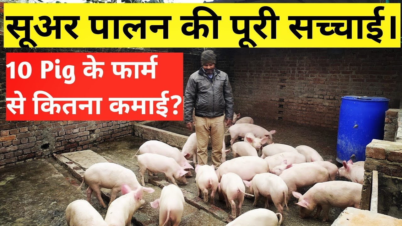 10 Pig का फार्म बनाने में कितना खर्च और कितनी कमाई ।।Desi Kisan