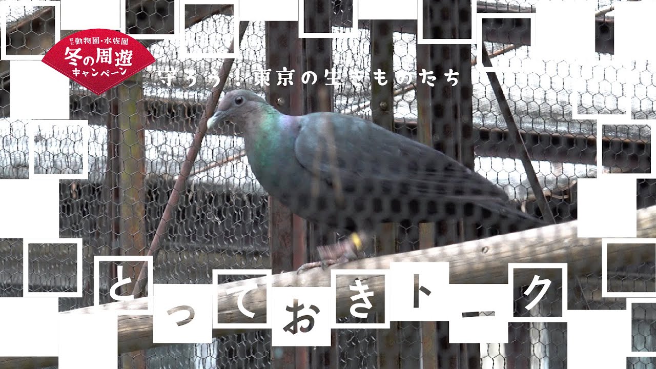 守ろう！東京の生きものたちリレートークNo.9：アカガシラカラスバト