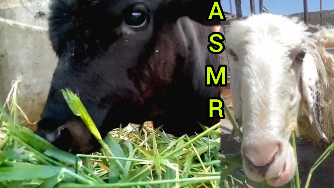 Farm Animal ASMR - Relaxing Sounds of Livestock Chewing and Crunching Food