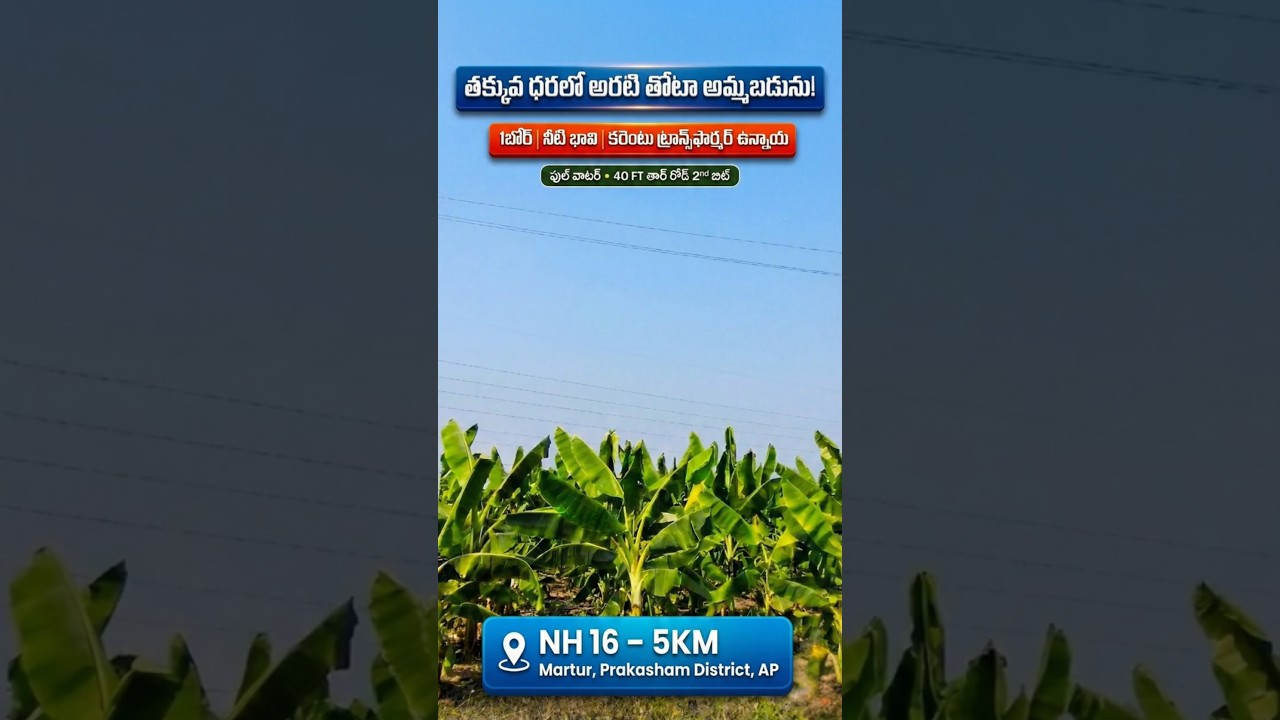 4.5 Acres Banana Garden for Sale in Martur | అరటి తోట అమ్మబడును | 23 Lakhs Only | EstateguruAman