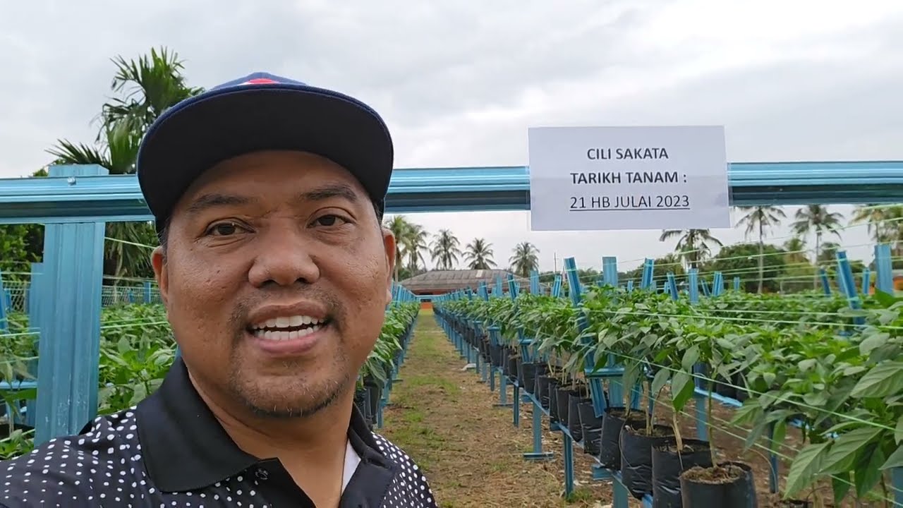 Projek Tanaman Cili Fertigasi... Tambahan pendapatan buat Ladang?? CSR buat Masyarakat?? 👍👍👍