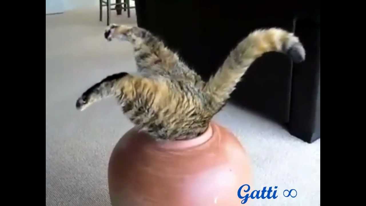 Gatti divertenti :3