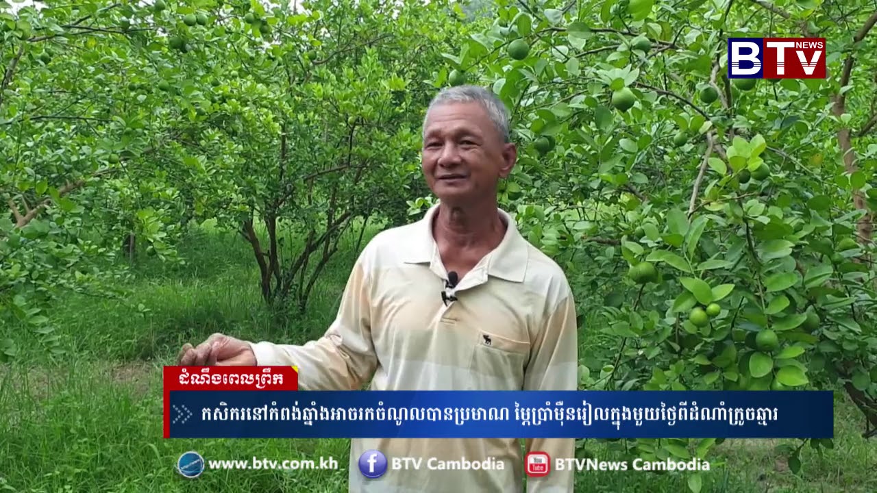 កសិករ​នៅកំពង់​ឆ្នាំង​អាច​រកចំណូល​បាន​ប្រមាណ​ ម្ភៃប្រាំម៉ឺន​រៀល​ក្នុង​មួយ​ថ្ងៃ​ពីដំណាំ​ក្រូចឆ្មារ