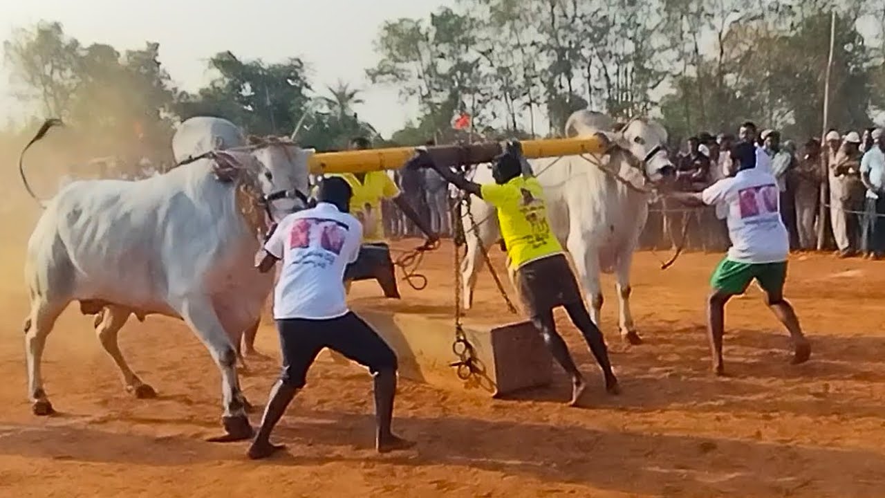 మూరాలపల్లి న్యూ క్యాటగిరి విభాగంలో మొదటి బహుమతి కైవసం rk. bulls