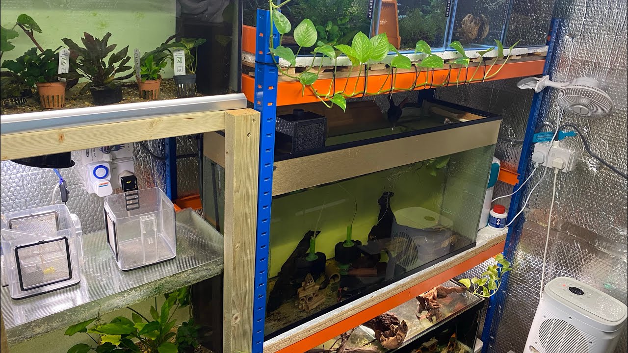 L471 L236 PLECO fry! How I mix my water for BREEDING plecos