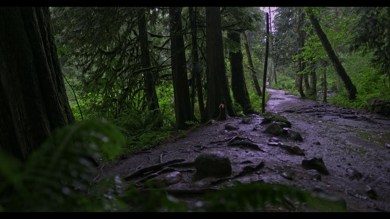 4 K Rainy Muddy Forest Scenes and Sounds To Relax Read Sleep