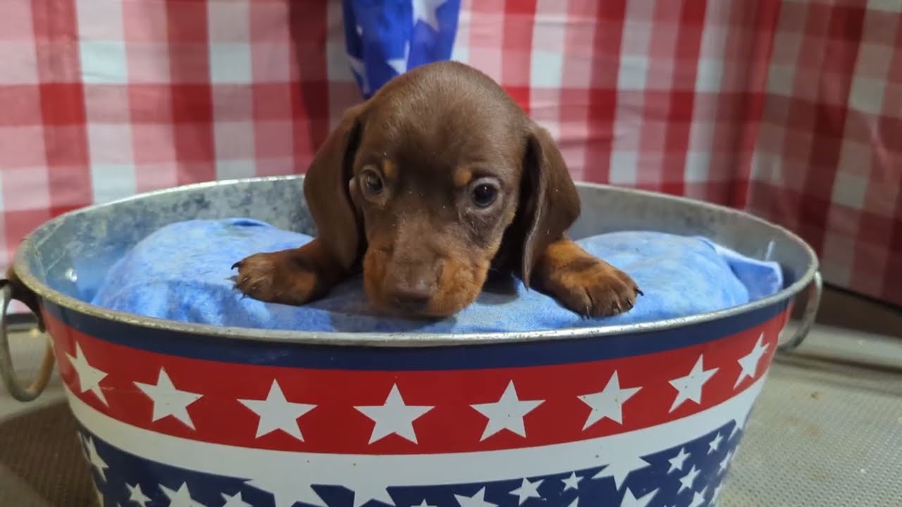 Rue and Fletcher boy pup. #dachshundpuppies #dachshundpuppy #tnpuppies