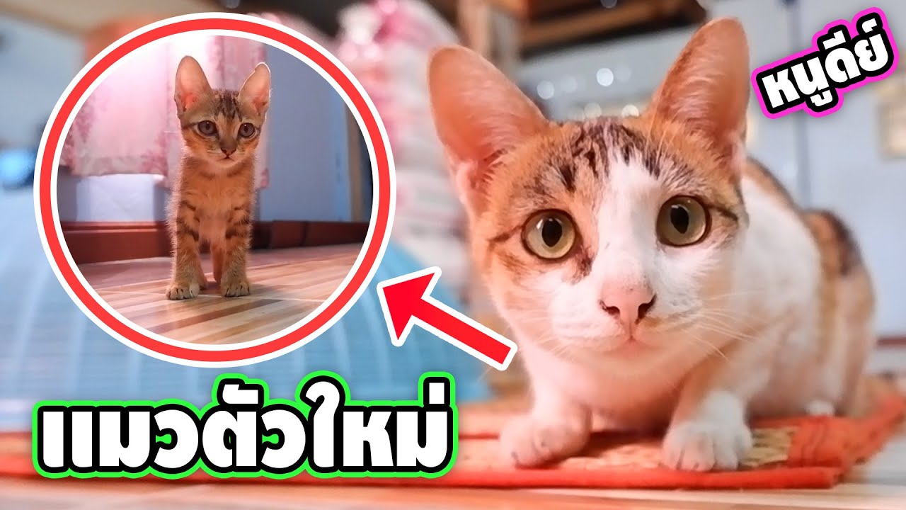 จะเกิดอะไรขึ้น!! เมื่อพาเเมวใหม่เข้าบ้าน หนูดีจะทำอย่างไร?? | easy boy