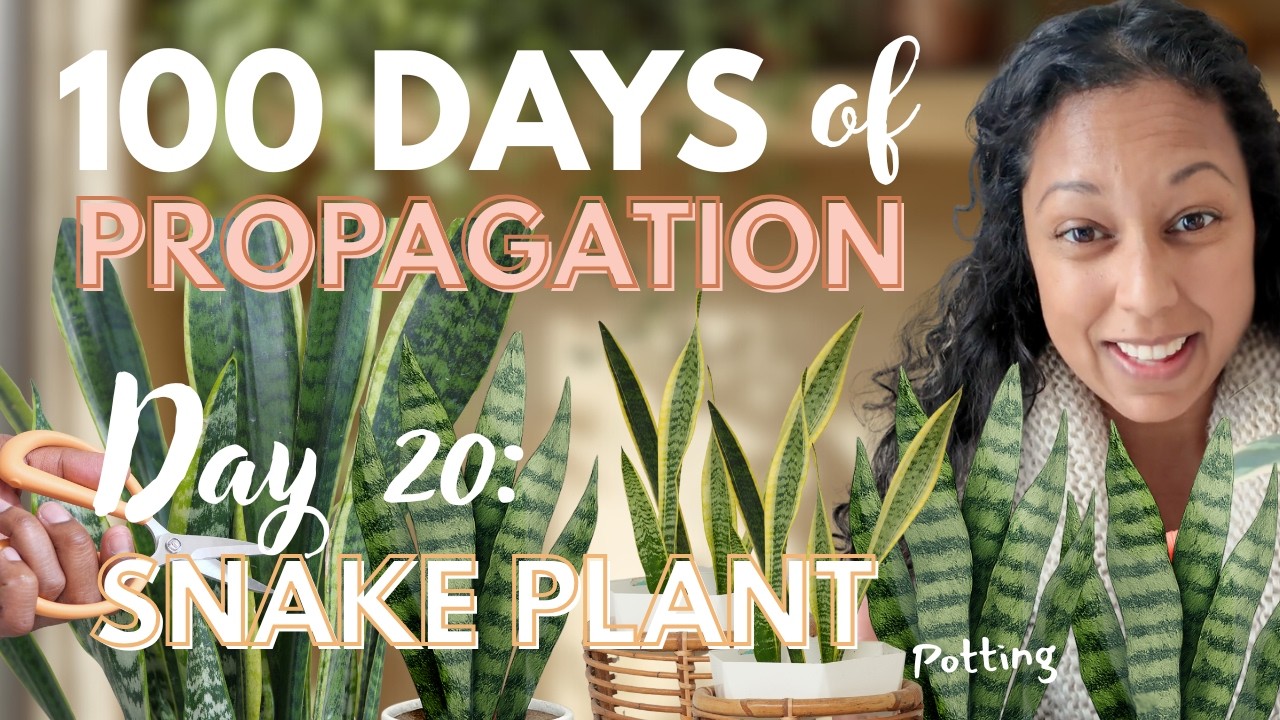 How to Plant a Propagated Sansevieria | Day 20 of 100 Days of Propagation (Snake Plant Care)