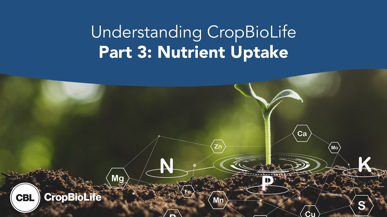 Understanding CropBioLife Part 3: Nutrient Uptake