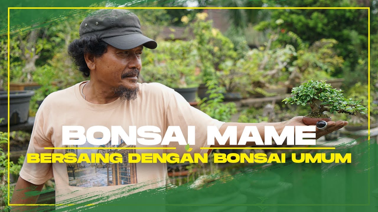 Bonsai Mame | Si Kecil Harga Fantastis