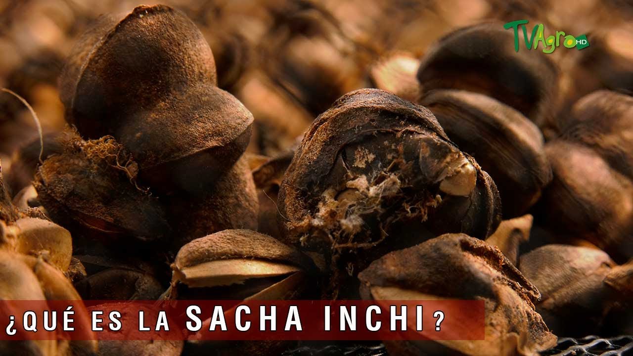 Qué es la Sacha Inchi - TvAgro por Juan Gonzalo Angel Restrepo