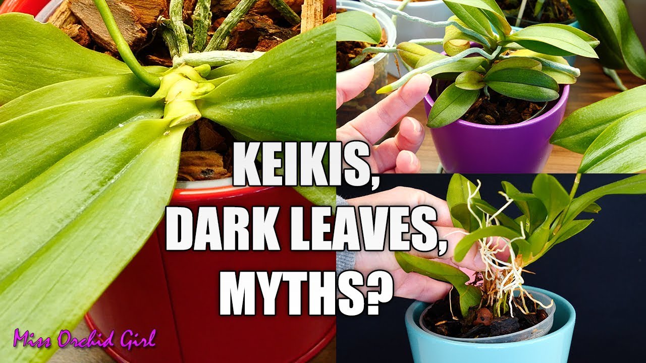 Orchid Seminar #3 - Broken new leaf, climber Orchids, leaf color depending on light & more!