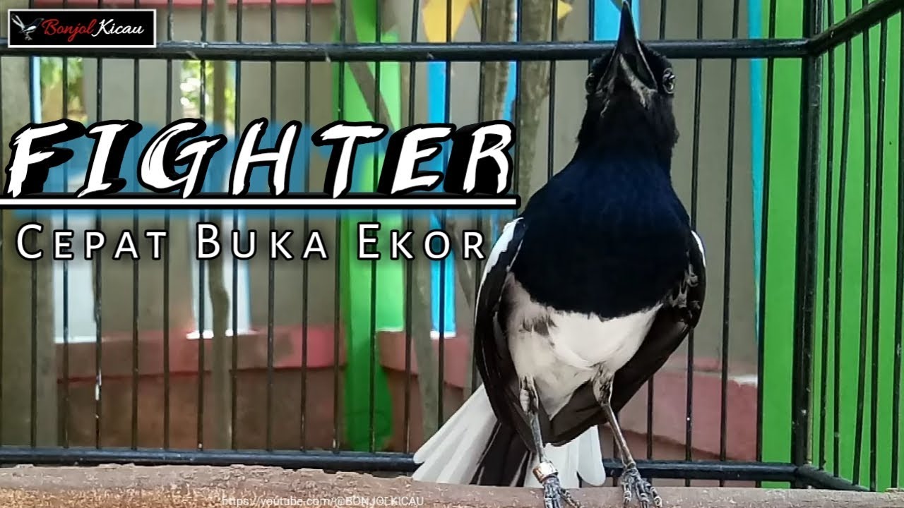 KACER FIGHTER TINGGI FULL EMOSI MAMPU MERANGSANG KACER MUSUH JADI IKUT GACOR - BONJOL KICAU