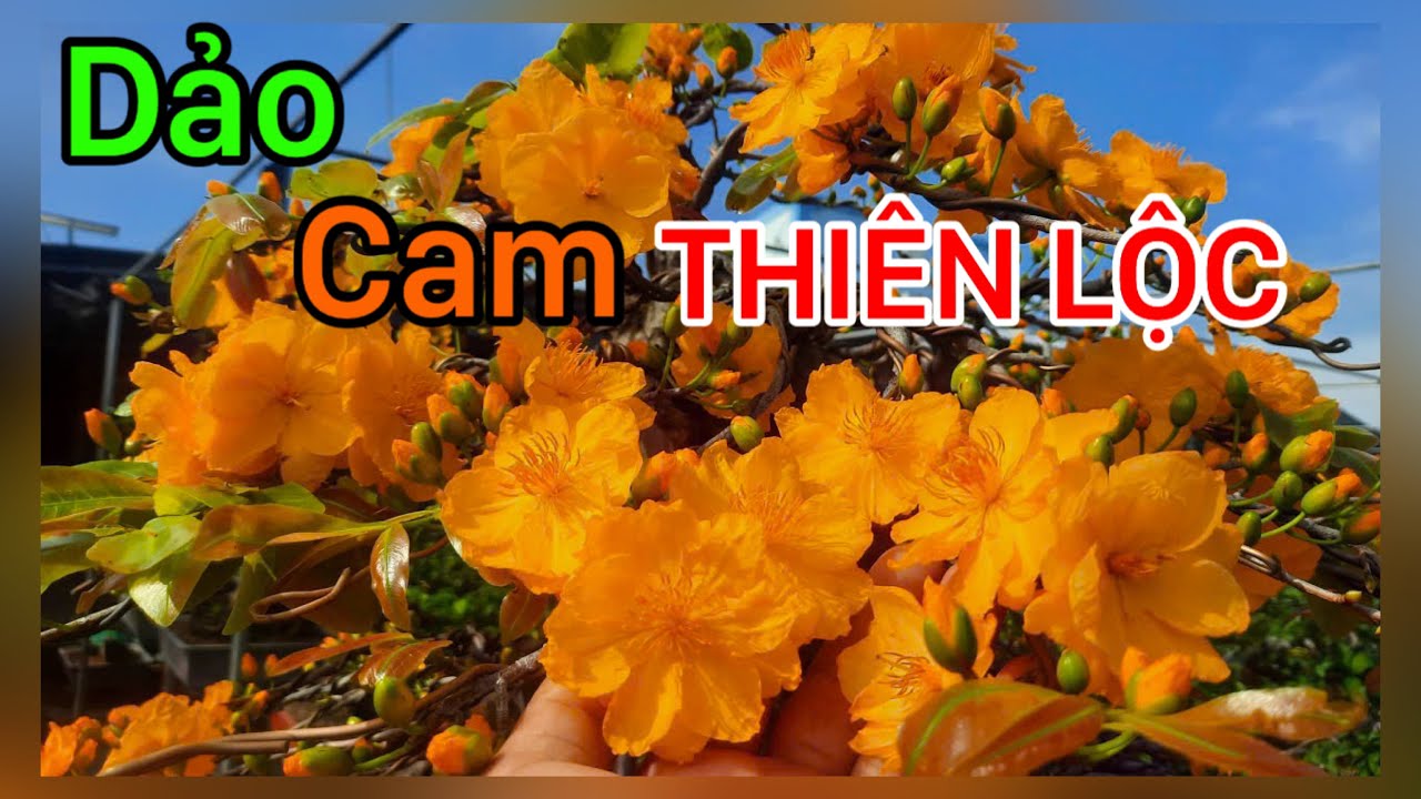 Giảo Cam Thiên Lộc | 0386569374 - Ngọc Ngân Bến Tre | Chuyên cây độc lạ