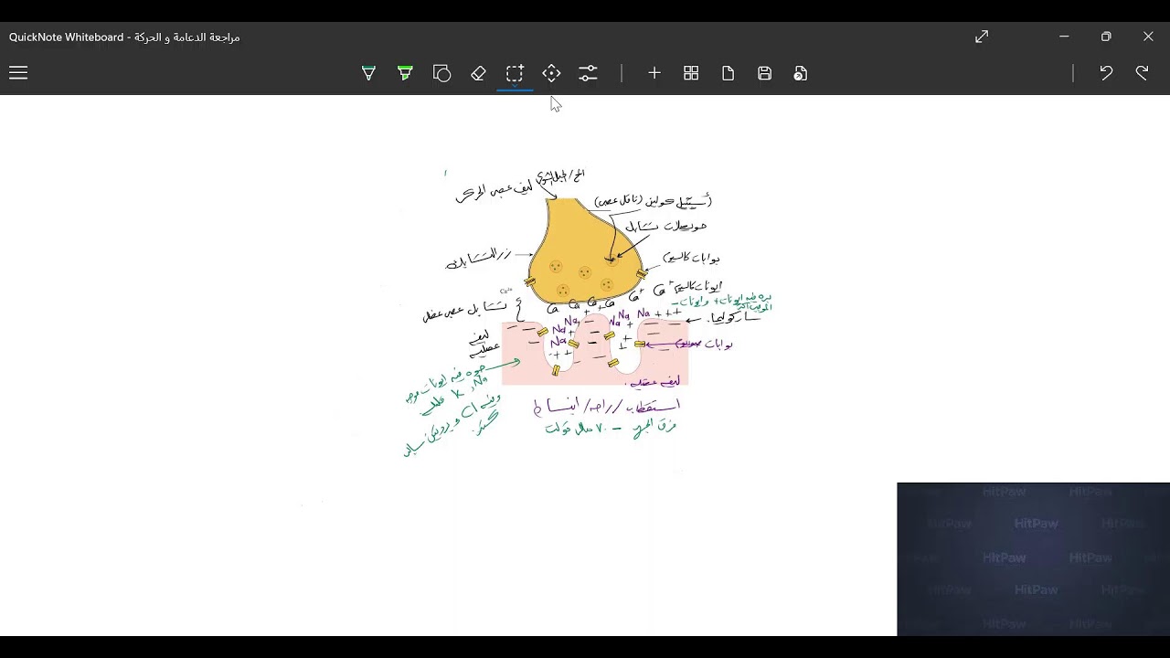 مراجعة الدعامة و الحركة كاملة
