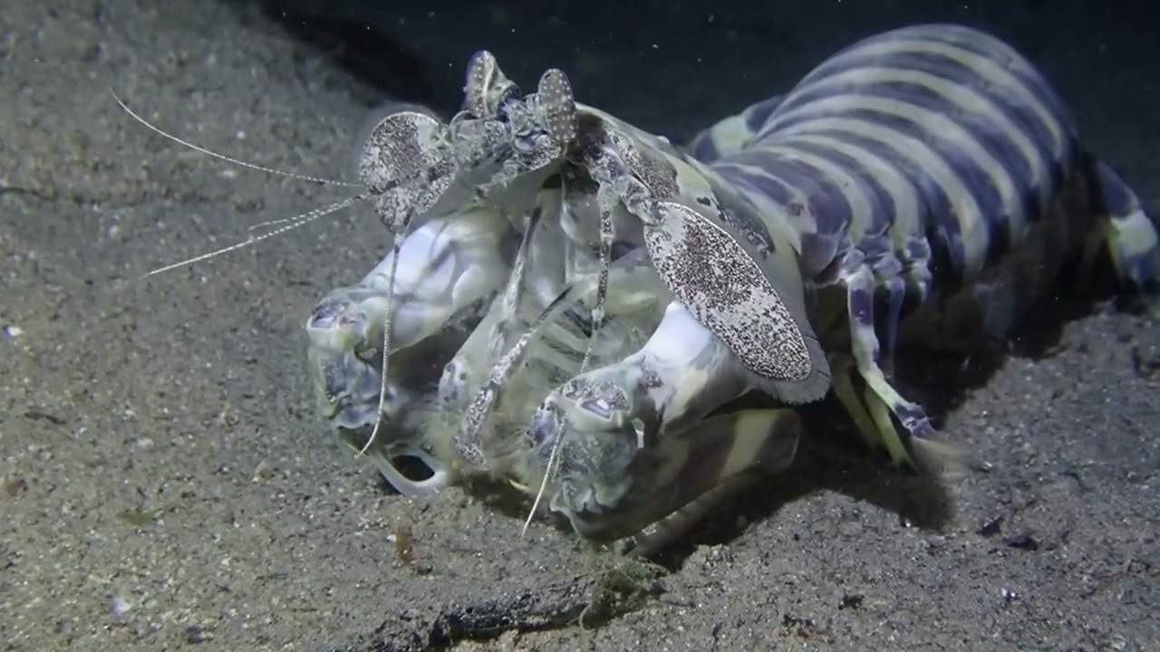 The Most Massive Mantis Shrimp, EVER #muckdiving