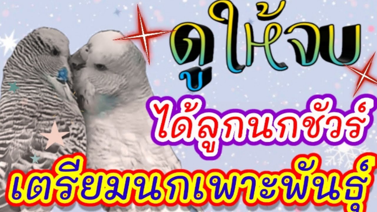 ดูให้จบ นกลูกดกชัวร์ #เตรียมนกเพาะพันธุ์ #นกหงส์หยก