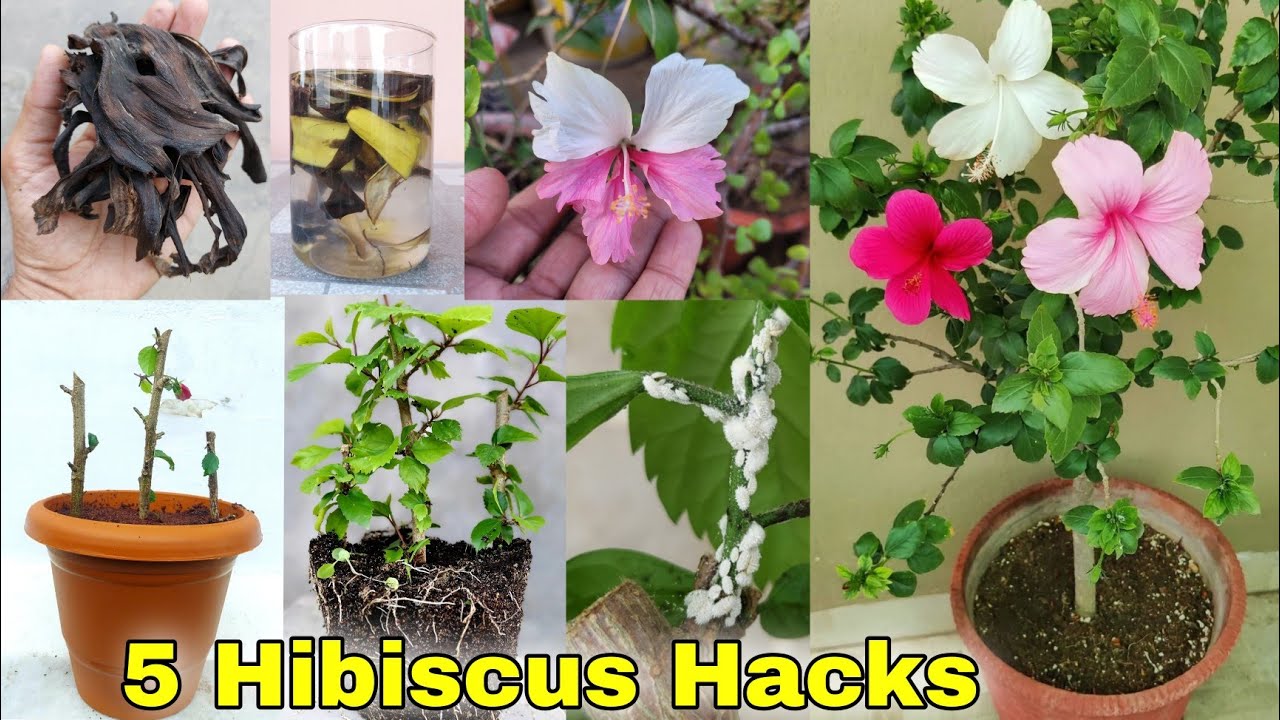 5 hacks for Hibiscus plant | Hibiscus grafting, Mealybugs treatment [CC]