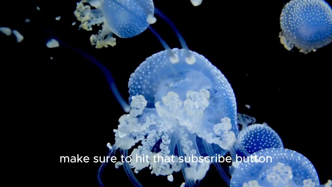 Jellyfish