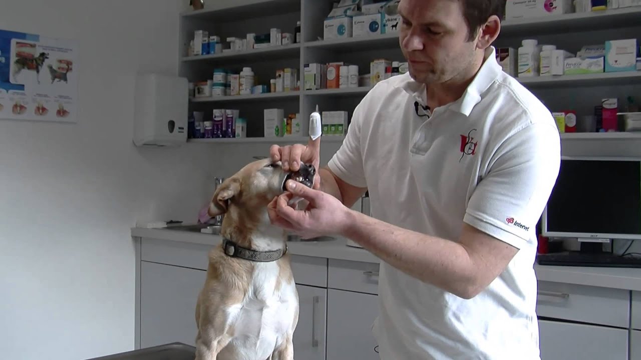 Zähneputzen beim Hund: So funktionierts