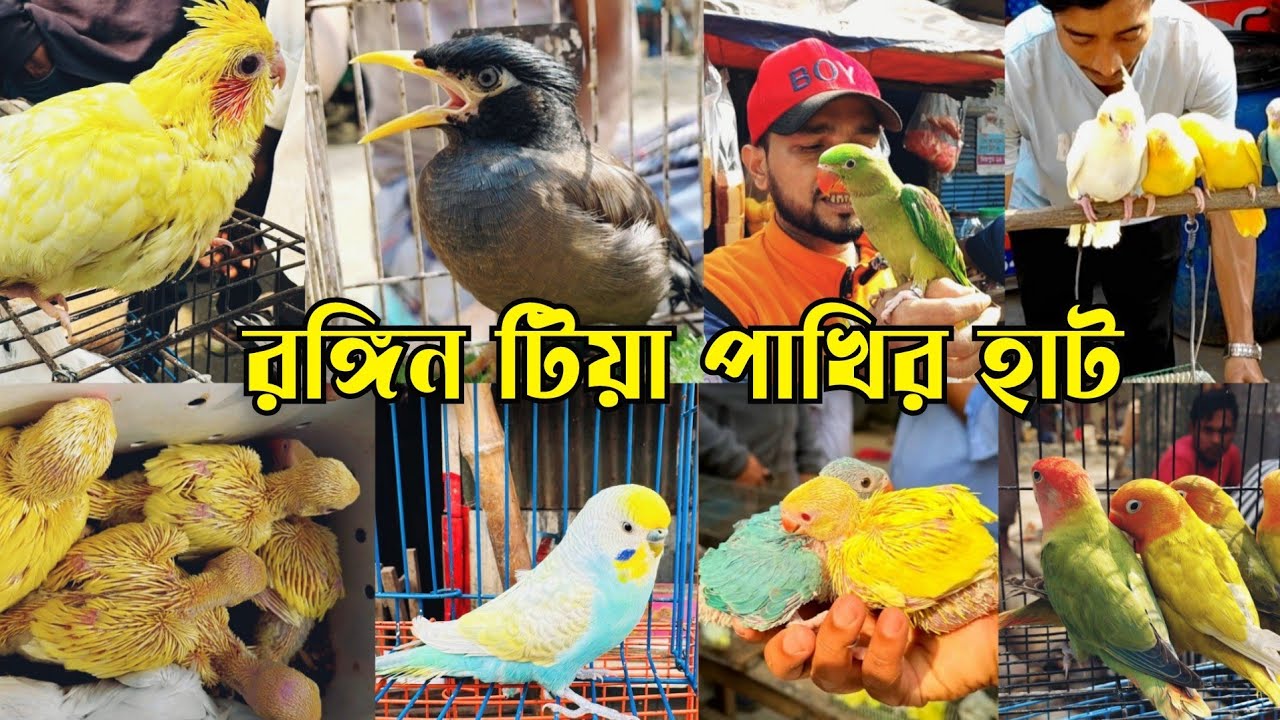 শালিক পাখি, চন্দনা এক সাথে মিরপুর হাটে || মিরপুর ১৩ পাখির হাট || Mirpur 13 pakhir hat #vairalvideo