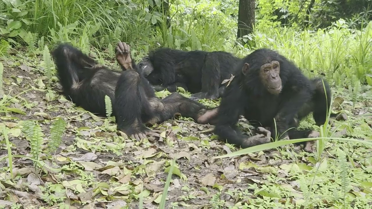 Mahale chimps