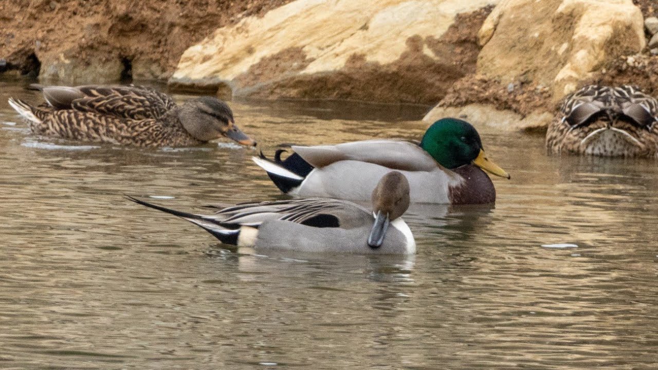 Chasing Waterfowl & Ducks In Berks County Pennsylvania! My Big Birding Year 2025: Episode 2