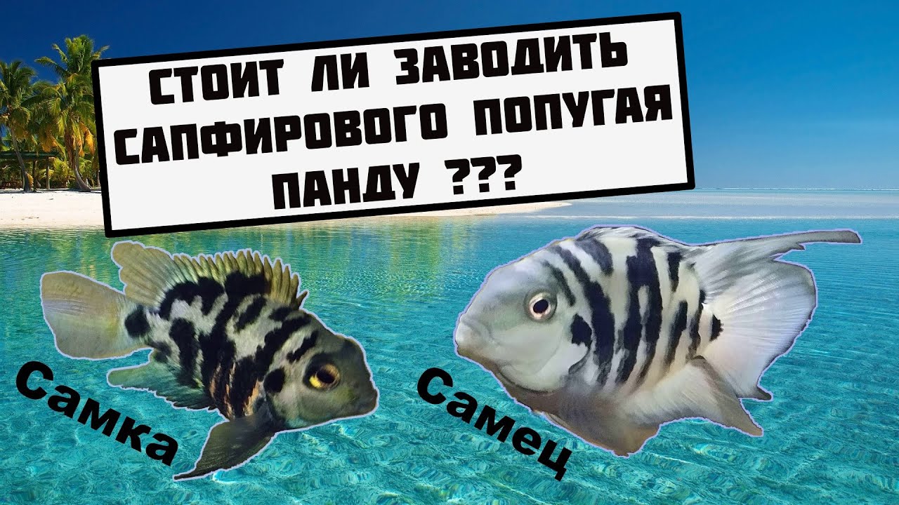 Сапфировый попугай панда. BluePandaParrot, BlueParrot