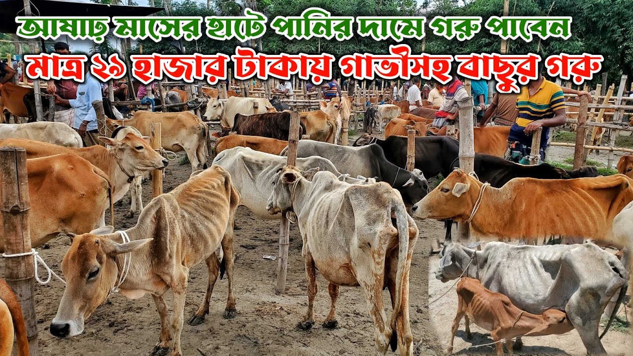 মাত্র ২৯ হাজার টাকায় গাভীর সহ বাছুর গরু | আষাঢ় মাসের হাটে পানির দামে গরু পাবেন | বেতাগা গরুর হাট